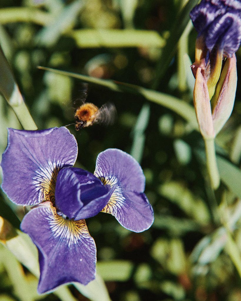 FRIENDS OF AUBIN - HORATIO'S GARDEN